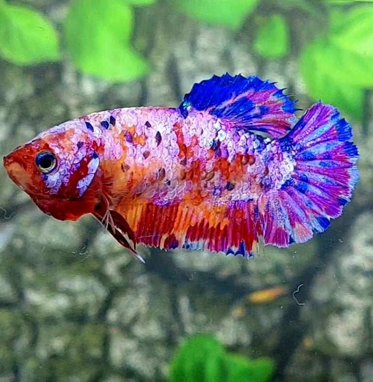 Multicolor Purple Pink Galaxy HMPK Female For Sorority Tank/Breed