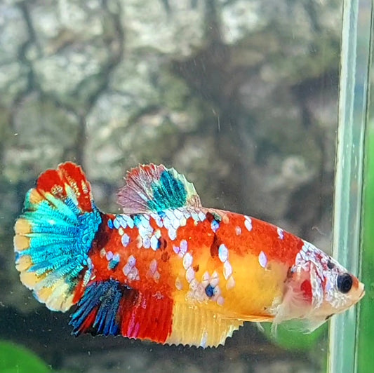 Multicolor Galaxy HMPK Female For Sorority Tank/Breed