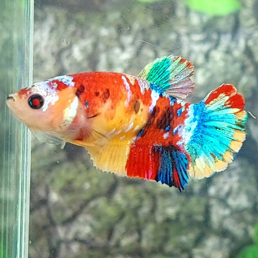 Multicolor Galaxy HMPK Female For Sorority Tank/Breed