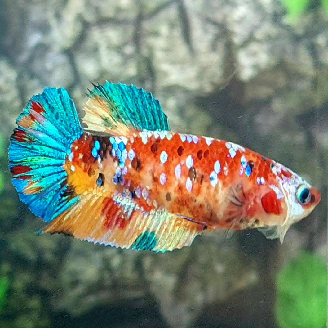 Multicolor Galaxy HMPK Female For Sorority Tank/Breed