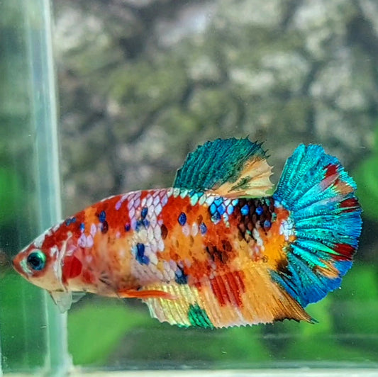 Multicolor Galaxy HMPK Female For Sorority Tank/Breed