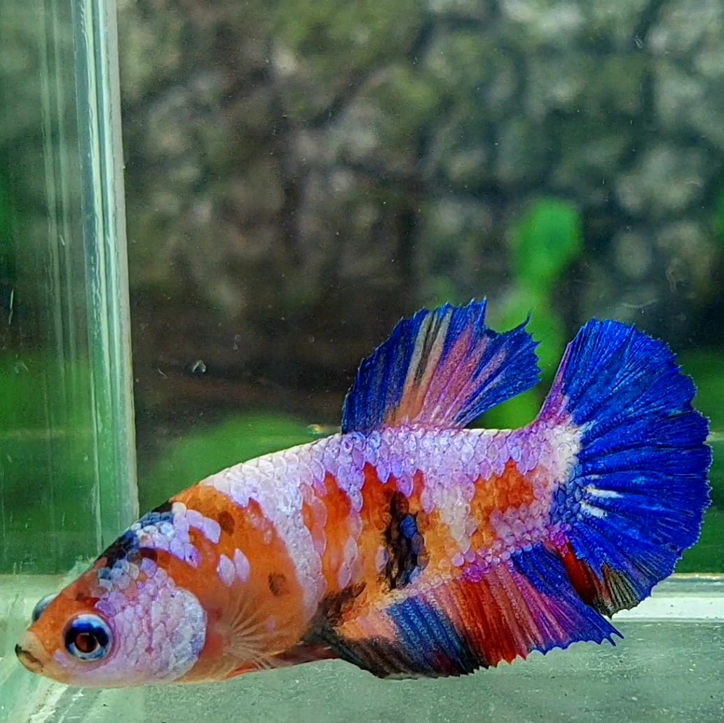 Multicolor Pink Candy Galaxy HMPK Female For Sorority Tank/Breed