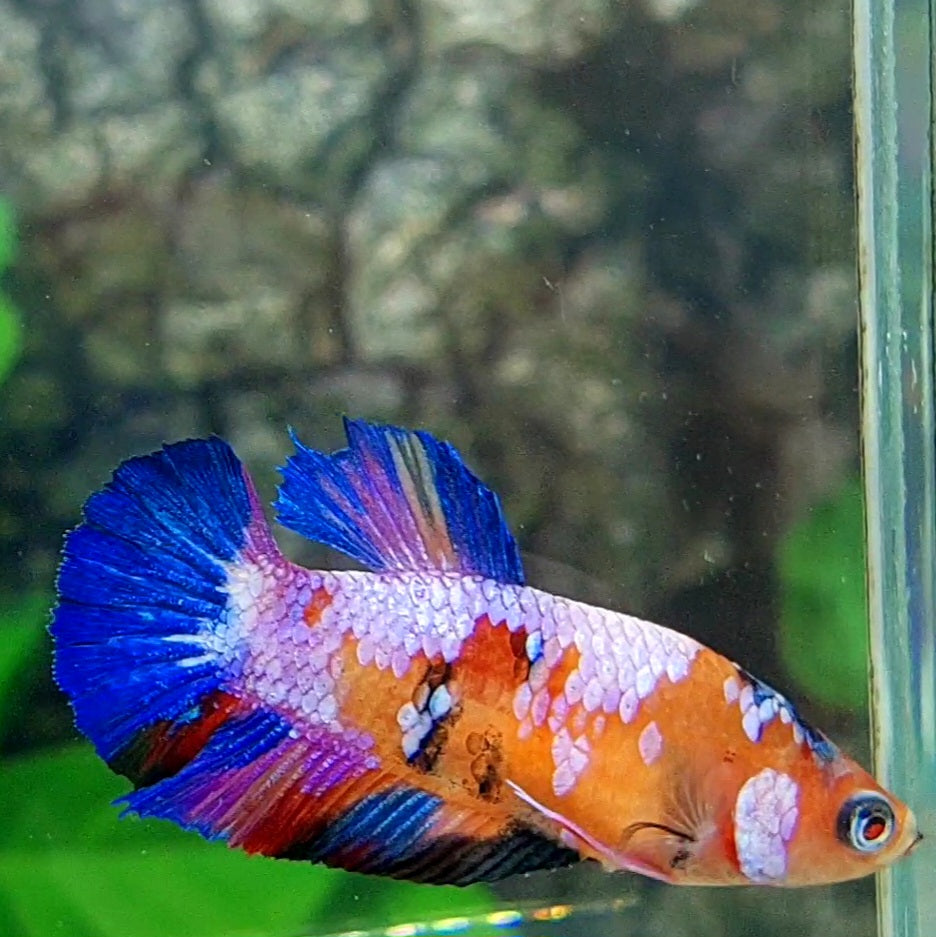 Multicolor Pink Candy Galaxy HMPK Female For Sorority Tank/Breed