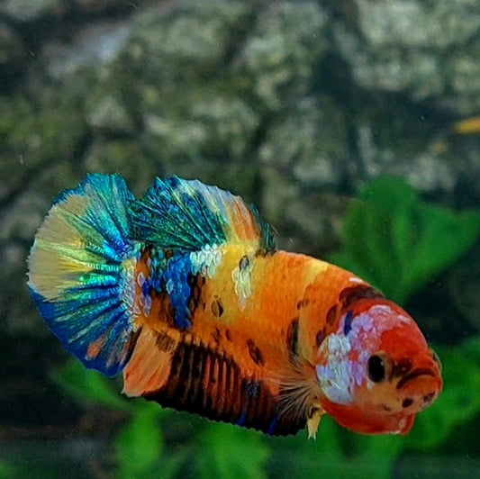 Multicolor Galaxy HMPK Female For Sorority Tank/Breed