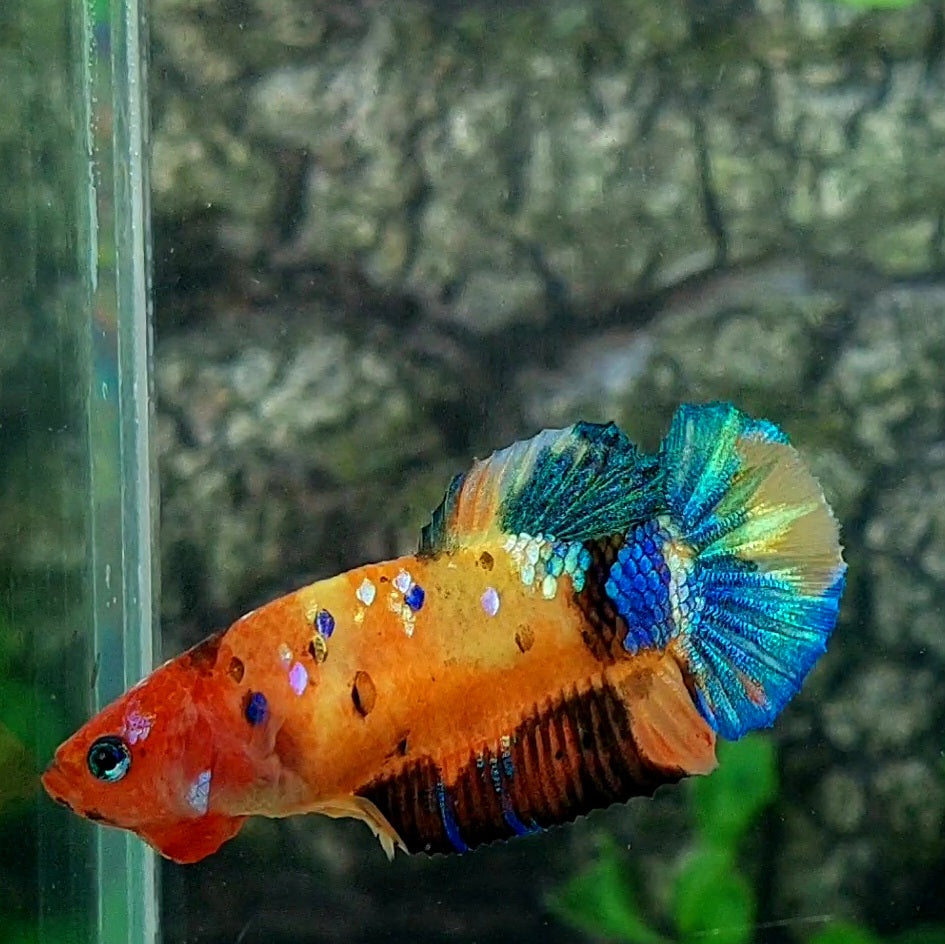 Multicolor Galaxy HMPK Female For Sorority Tank/Breed