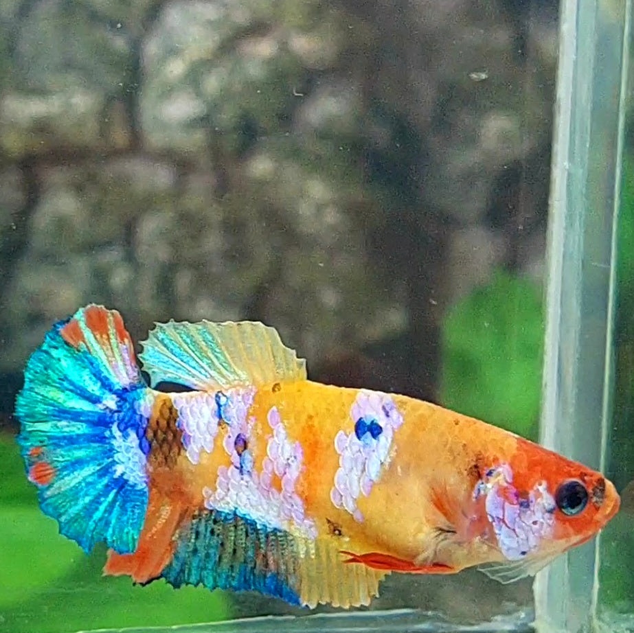 Multicolor Yellowbase HMPK Female For Sorority Tank/Breed