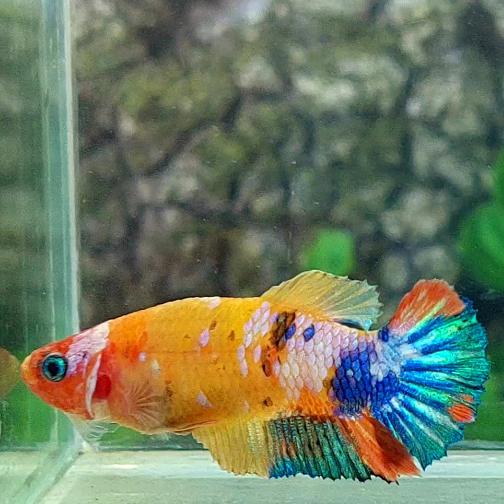 Multicolor Yellowbase HMPK Female For Sorority Tank/Breed