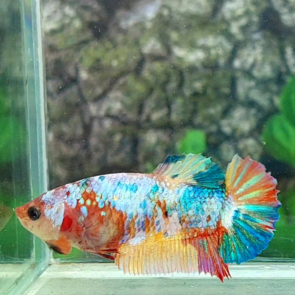 Multicolor HMPK Female For Sorority Tank/Breed