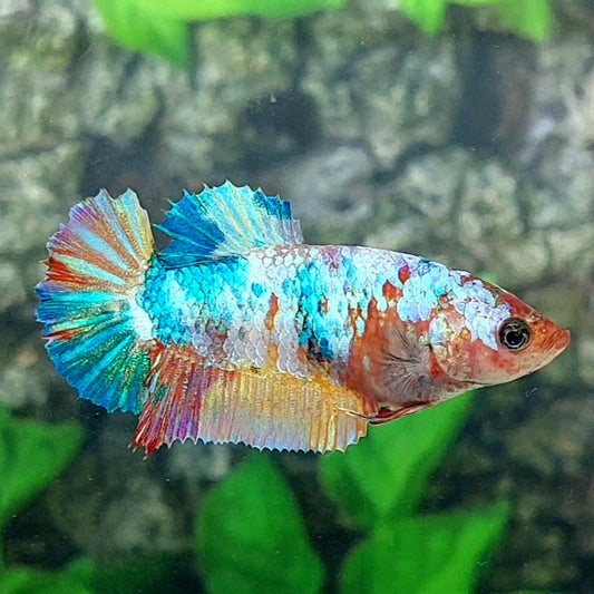 Multicolor HMPK Female For Sorority Tank/Breed