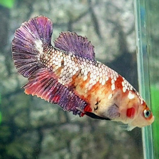 Copper Purple Koi HMPK Female For Sorority Tank/Breed