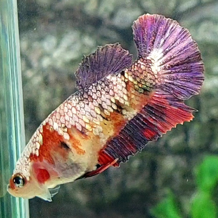 Copper Purple Koi HMPK Female For Sorority Tank/Breed