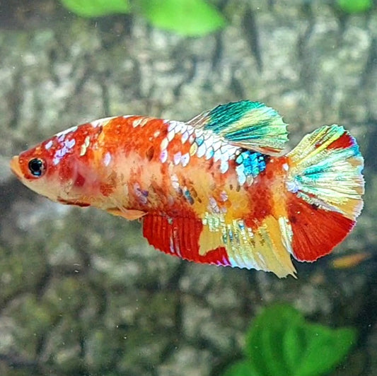 Multicolor Galaxy HMPK Female For Sorority Tank/Breed