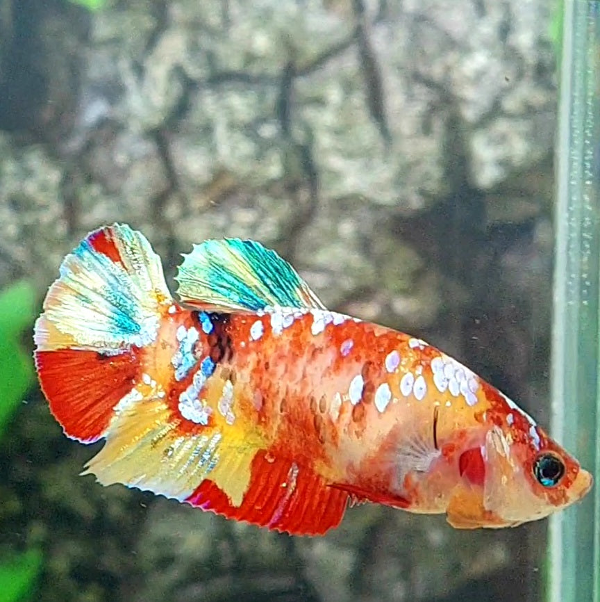 Multicolor Galaxy HMPK Female For Sorority Tank/Breed