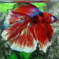 Red Koi Tiger Galaxy Halfmoon Male
