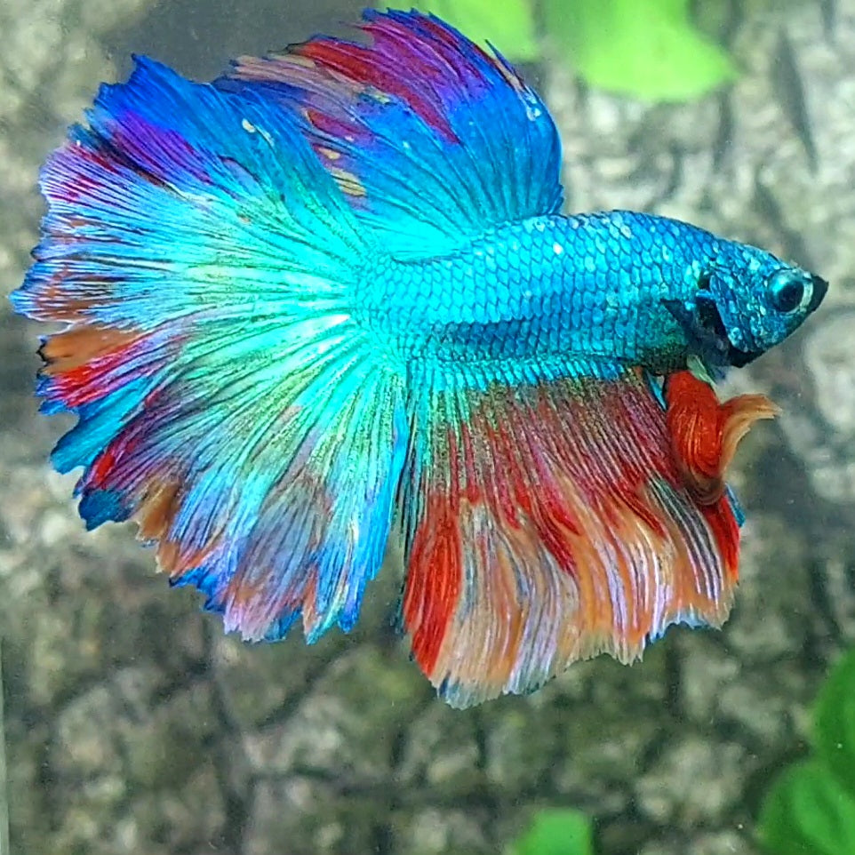 Multicolor Turquoise Halfmoon Male
