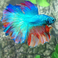 Multicolor Turquoise Halfmoon Male