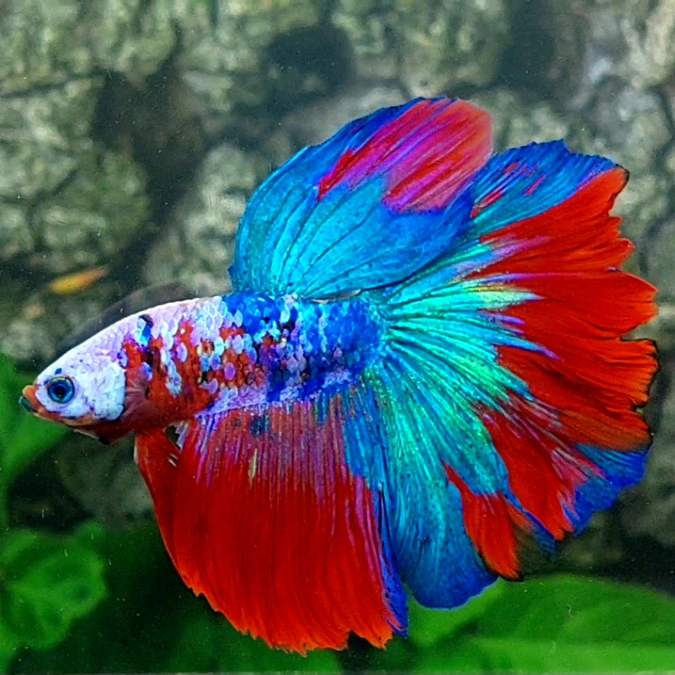 Multicolor Galaxy Halfmoon Male