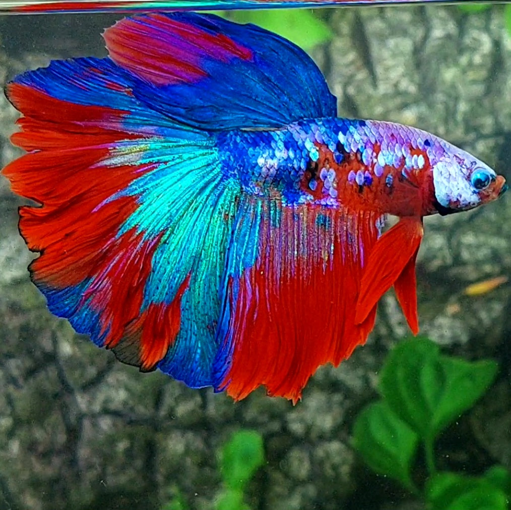 Multicolor Galaxy Halfmoon Male