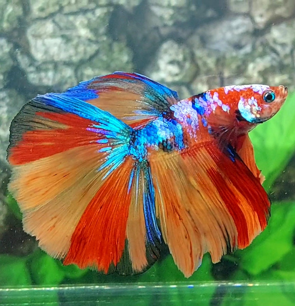 Multicolor Galaxy Halfmoon Male