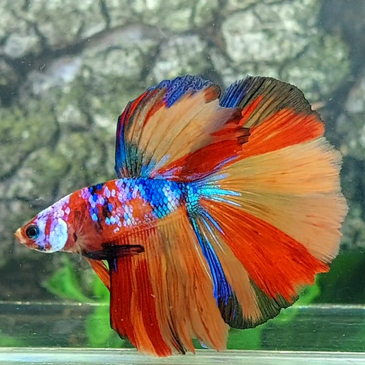 Multicolor Galaxy Halfmoon Male