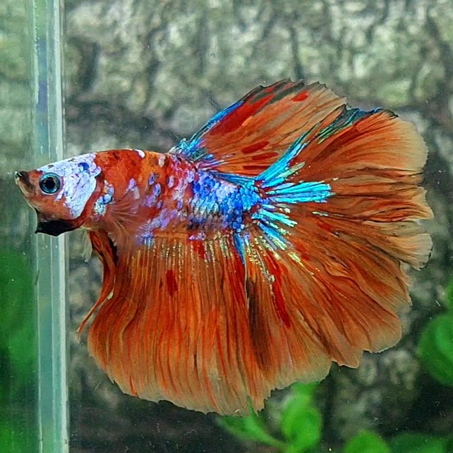 Multicolor Candy Galaxy Halfmoon Male