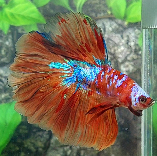 Multicolor Candy Galaxy Halfmoon Male