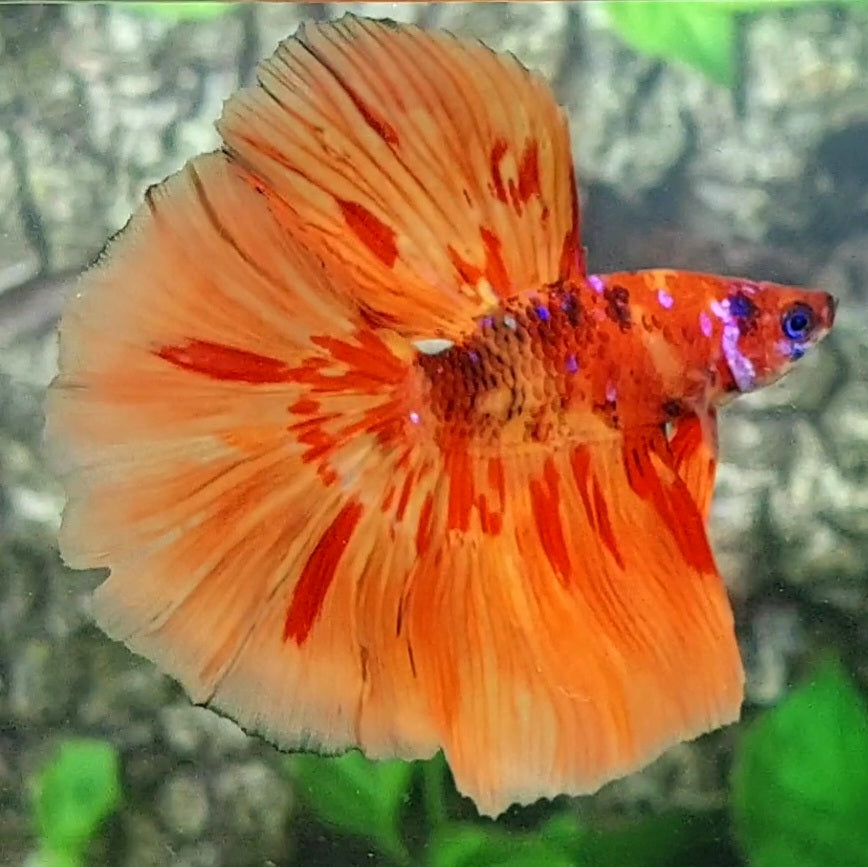 Nemo Fire Candy Halfmoon Male