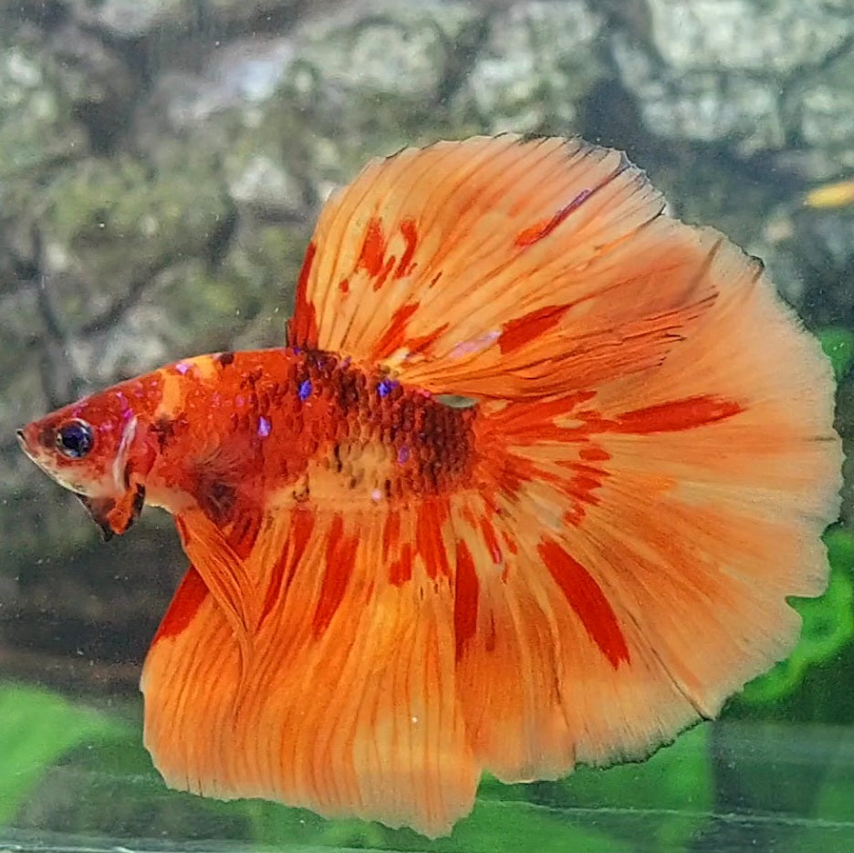 Nemo Fire Candy Halfmoon Male