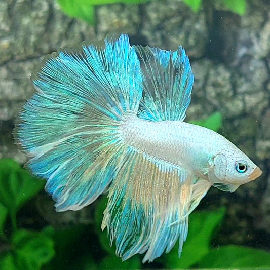 Platinum Skyblue Halfmoon Male