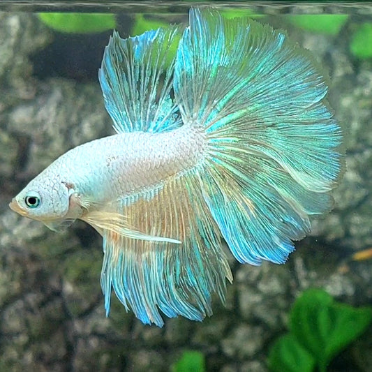 Platinum Skyblue Halfmoon Male