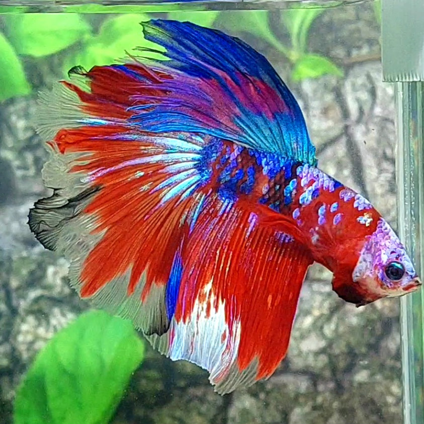 Multicolor Red Koi Galaxy Halfmoon Male