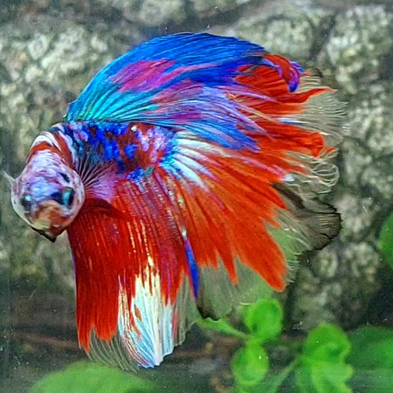 Multicolor Red Koi Galaxy Halfmoon Male