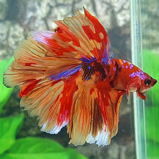 Multicolor Fire Nemo Candy Halfmoon Male