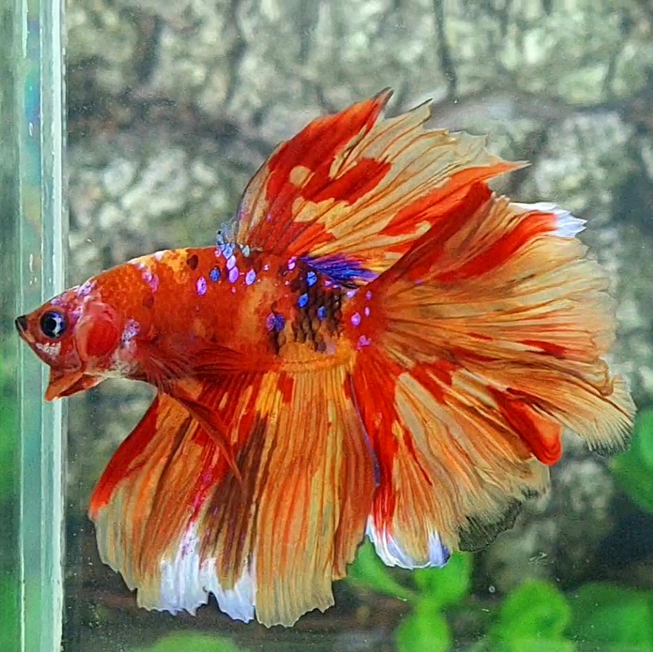 Multicolor Fire Nemo Candy Halfmoon Male