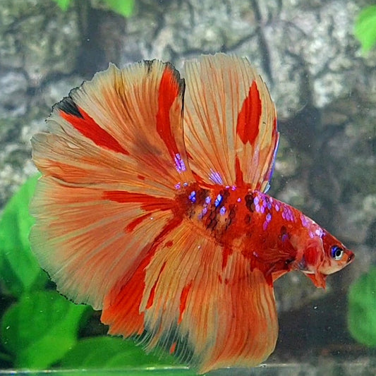 Multicolor Fire Nemo Candy Halfmoon Male