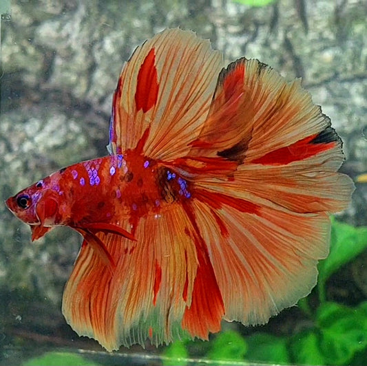 Multicolor Fire Nemo Candy Halfmoon Male