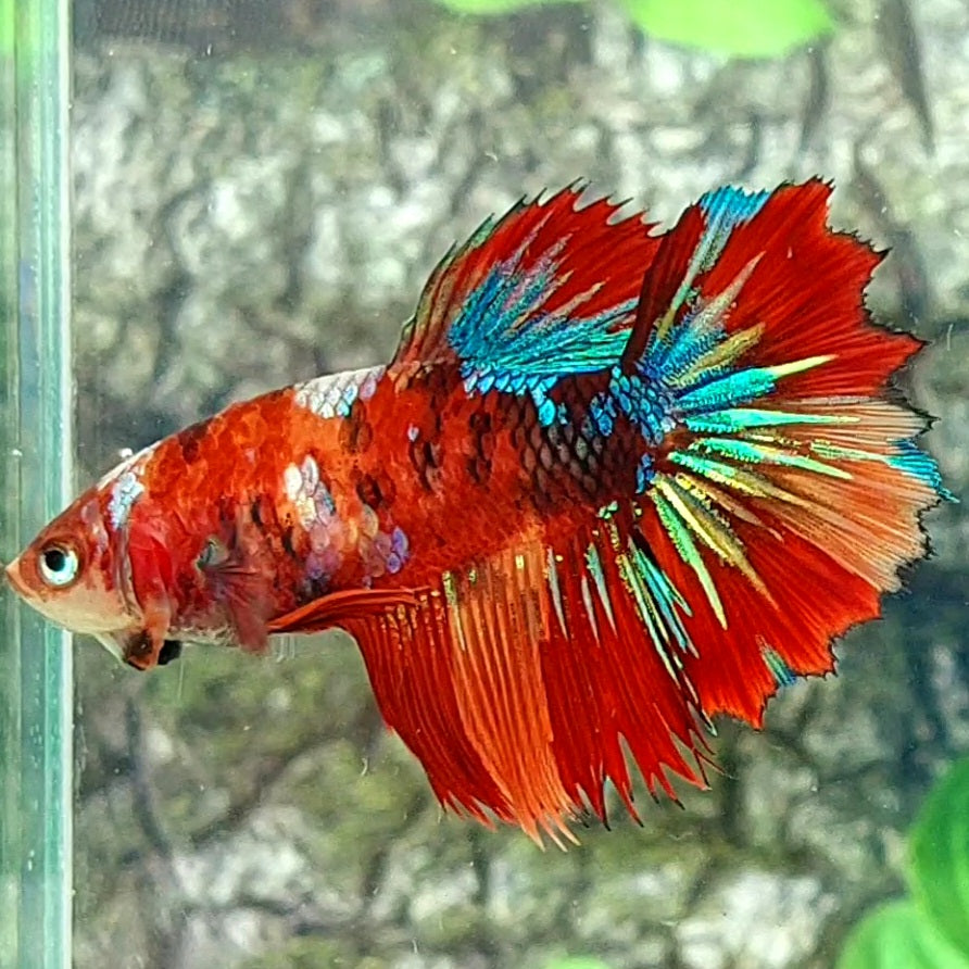 Multicolor Red Tiger Galaxy Halfmoon Female For Sorority Tank/Breed