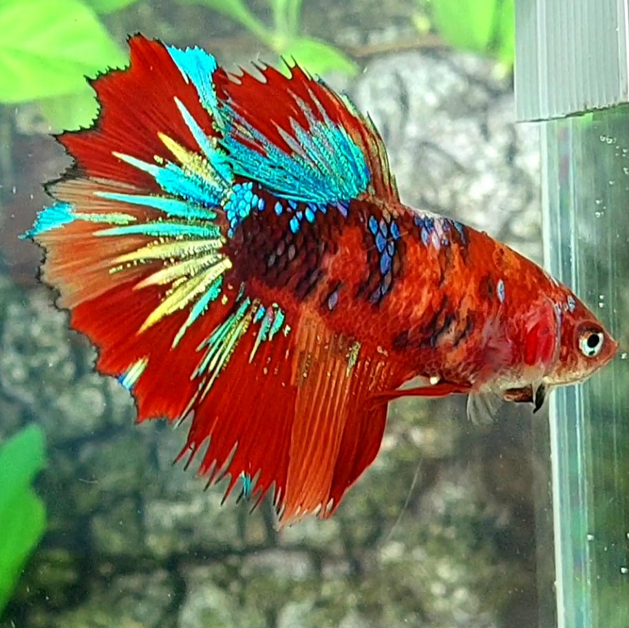 Multicolor Red Tiger Galaxy Halfmoon Female For Sorority Tank/Breed