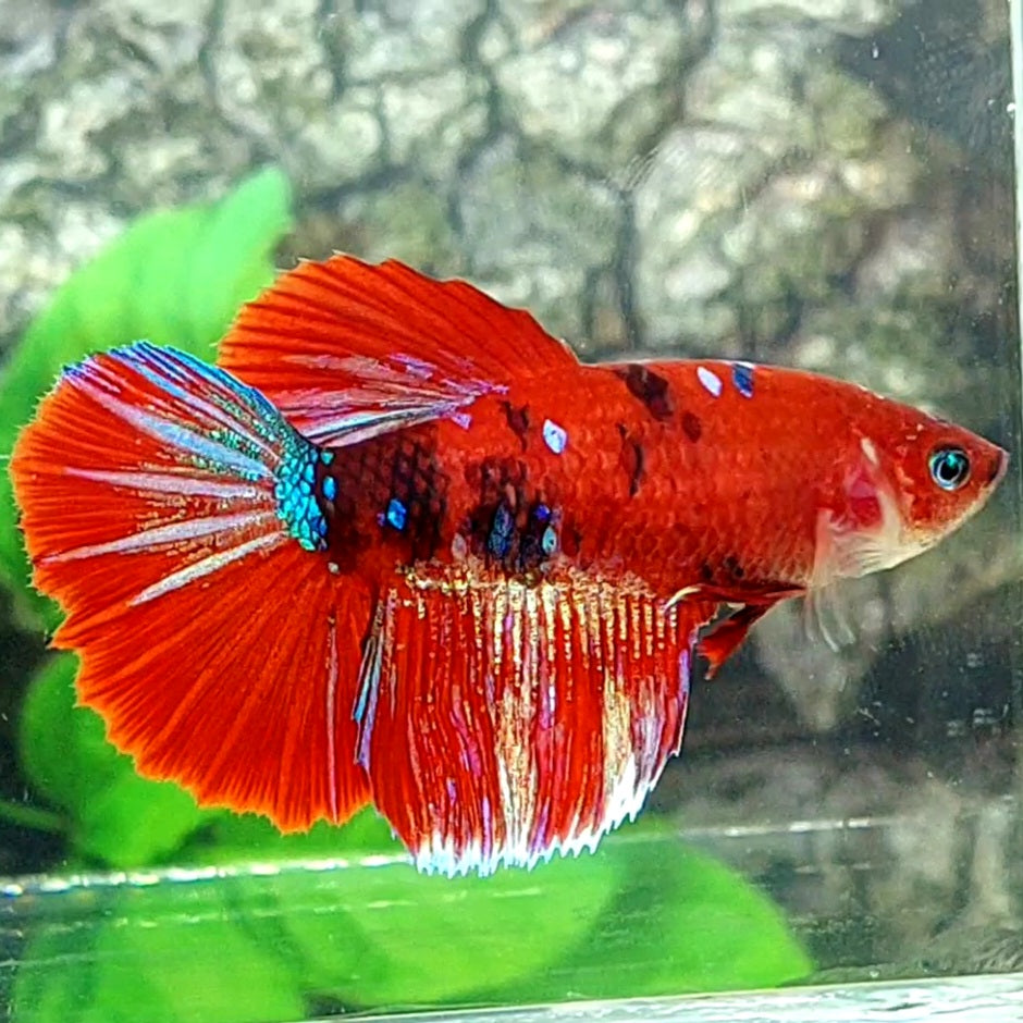 Red Tiger Galaxy Halfmoon Female For Sorority Tank/Breed