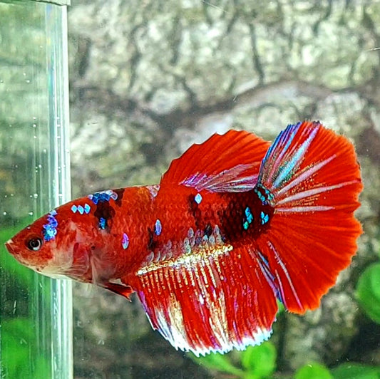 Red Tiger Galaxy Halfmoon Female For Sorority Tank/Breed