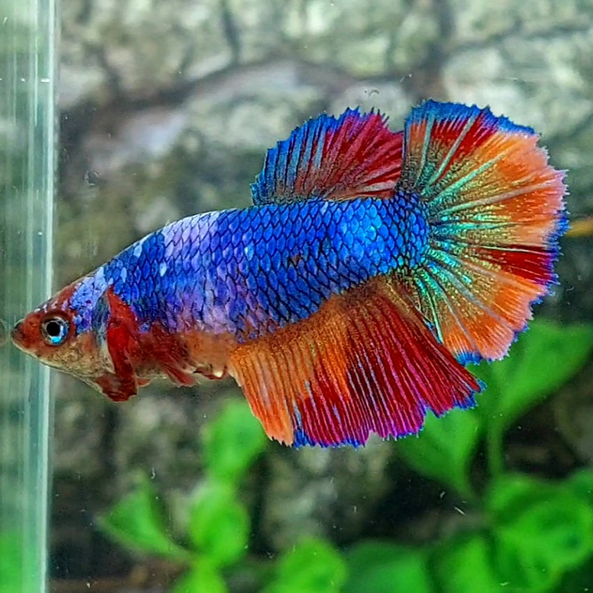 Multicolor Halfmoon Female For Sorority Tank/Breed