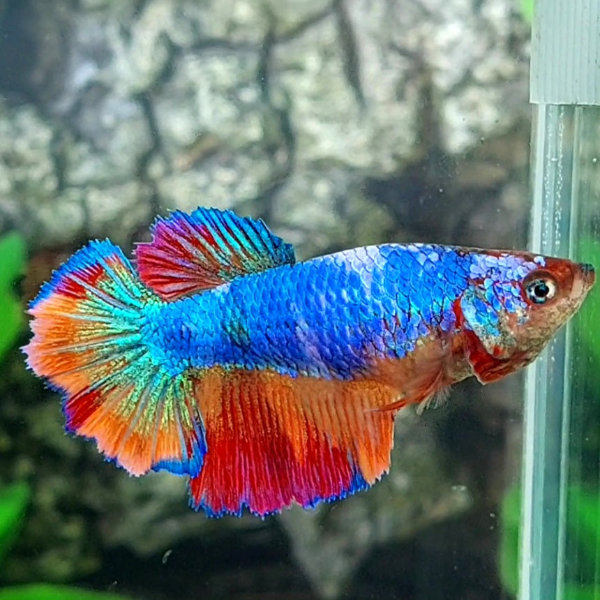 Multicolor Halfmoon Female For Sorority Tank/Breed