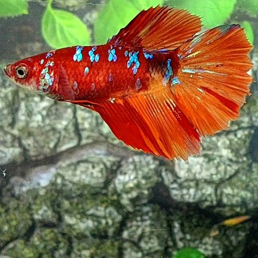 Koi Nemo Galaxy Halfmoon Female For Sorority Tank/Breed