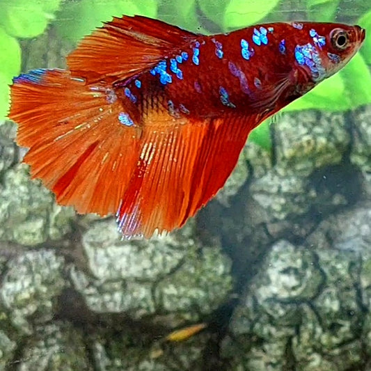 Koi Nemo Galaxy Halfmoon Female For Sorority Tank/Breed