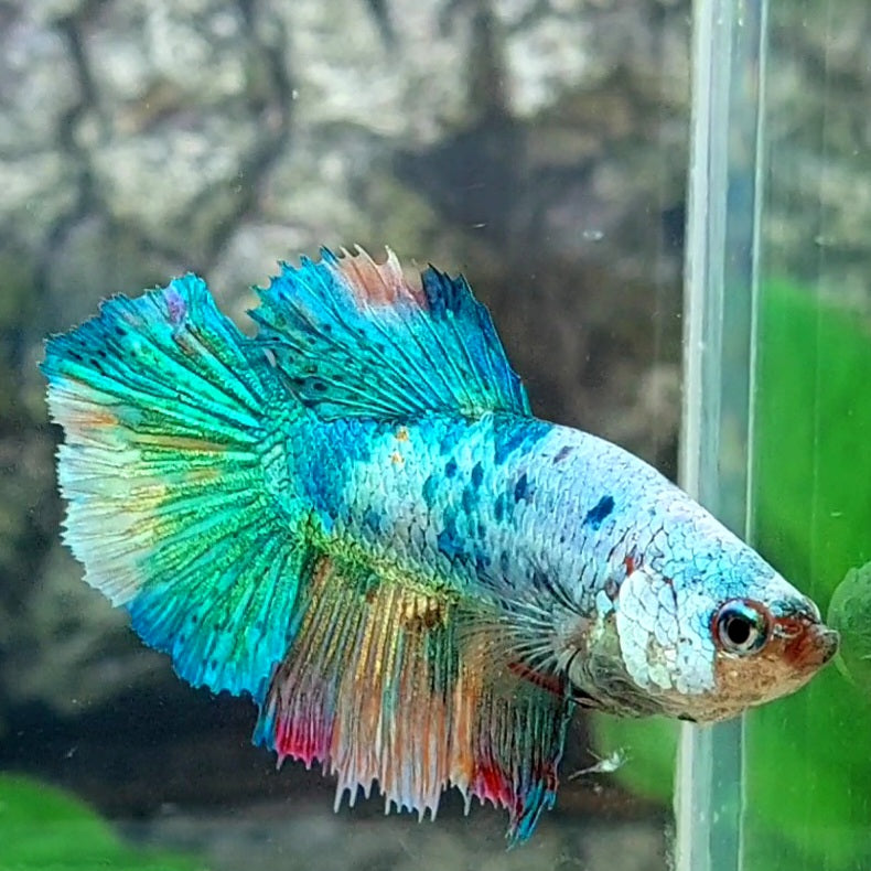 Multicolor Fancy Halfmoon Female For Sorority Tank/Breed