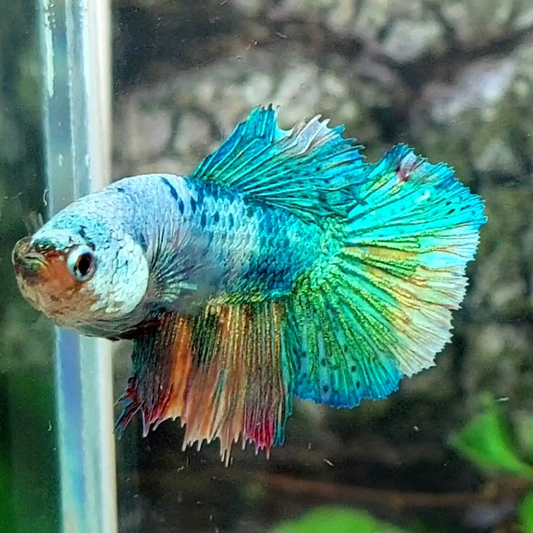 Multicolor Fancy Halfmoon Female For Sorority Tank/Breed