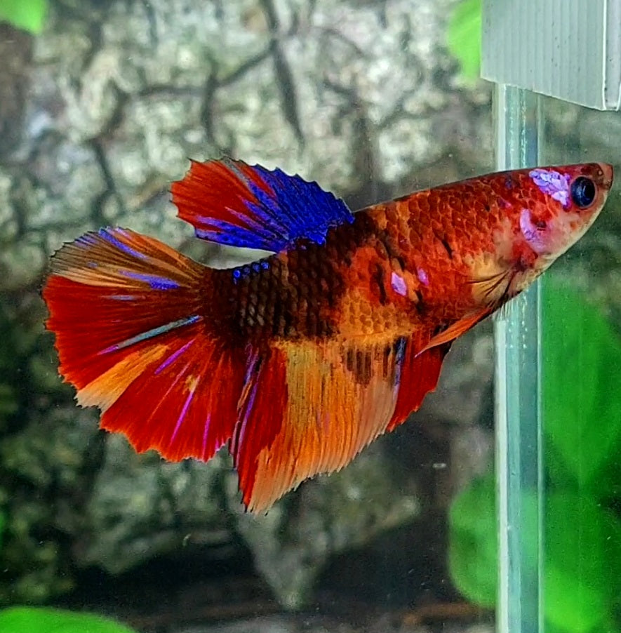 Multicolor Red Tiger Galaxy Halfmoon Female For Sorority Tank/Breed