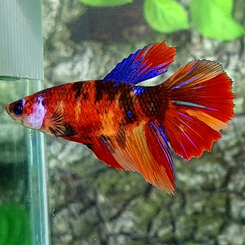 Multicolor Red Tiger Galaxy Halfmoon Female For Sorority Tank/Breed