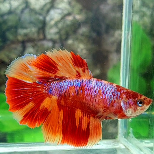 Leopard Nemo Purple Galaxy Halfmoon Female For Sorority Tank/Breed