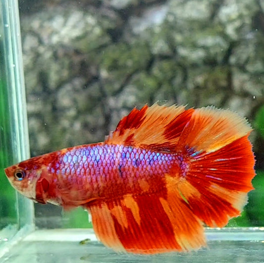 Leopard Nemo Purple Galaxy Halfmoon Female For Sorority Tank/Breed